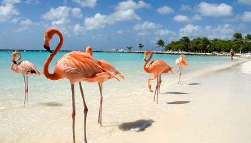 Aruba Vizesi